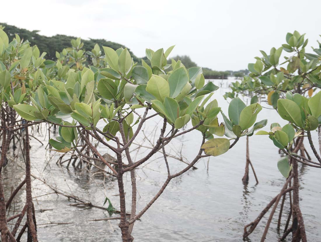Obnovené mangrovové lesy