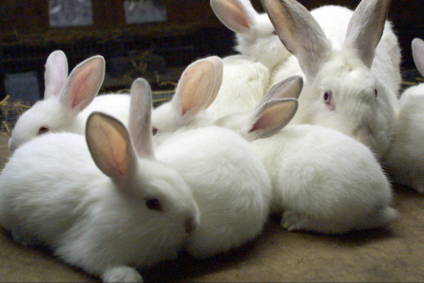 Králíci a činčily